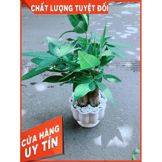 Chậu Kim Ngân 3 Thân Size Lớn