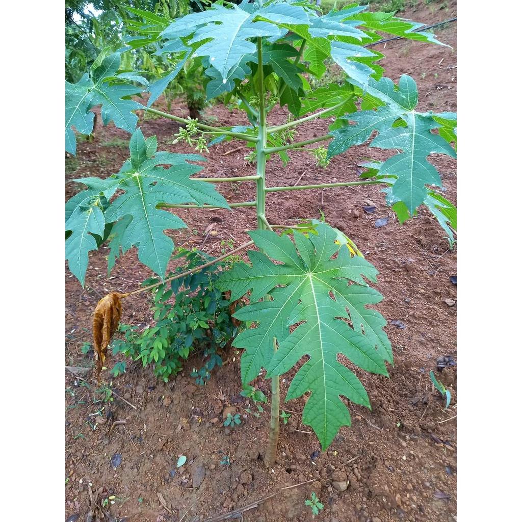 Cây Giống Đu Đủ Đực cấy mô