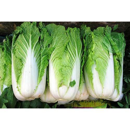 Hạt Giống Cải Thảo Năng Suất, Giòn, Ngọt, Giàu Dinh Dưỡng Gói 0.5gr