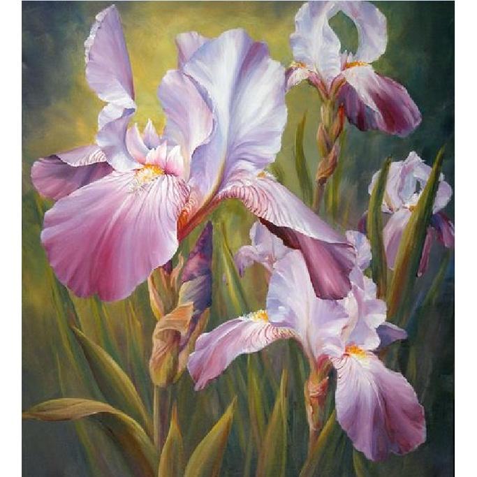 Hạt Giống Diên Vĩ Hồng  CT521 - Gói 10 hạt