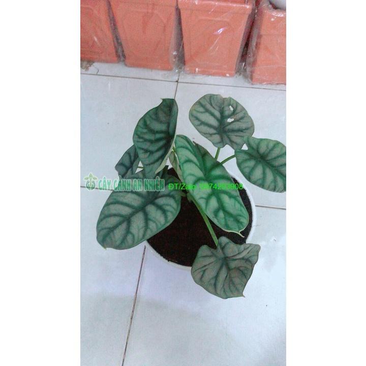 Chậu Môn Rồng Xanh