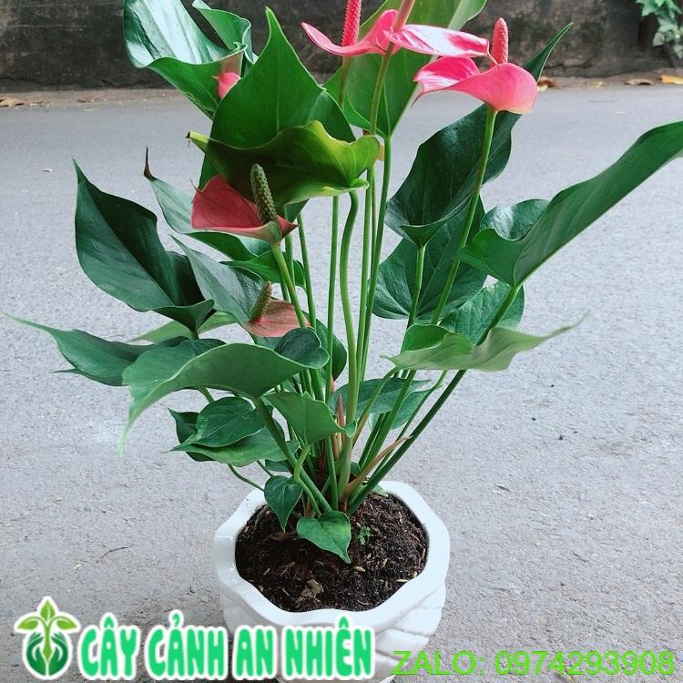 Chậu Cây Hồng Môn Size Lớn