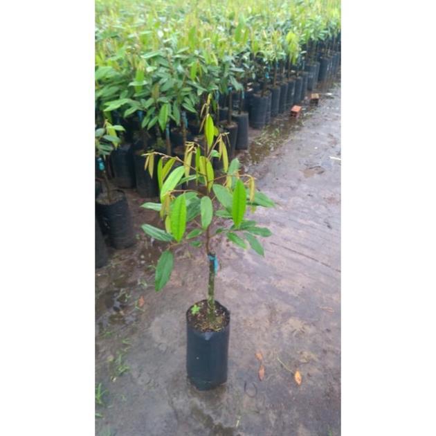 Cây Giống Sầu Riêng MusangKing D197 Malaysia