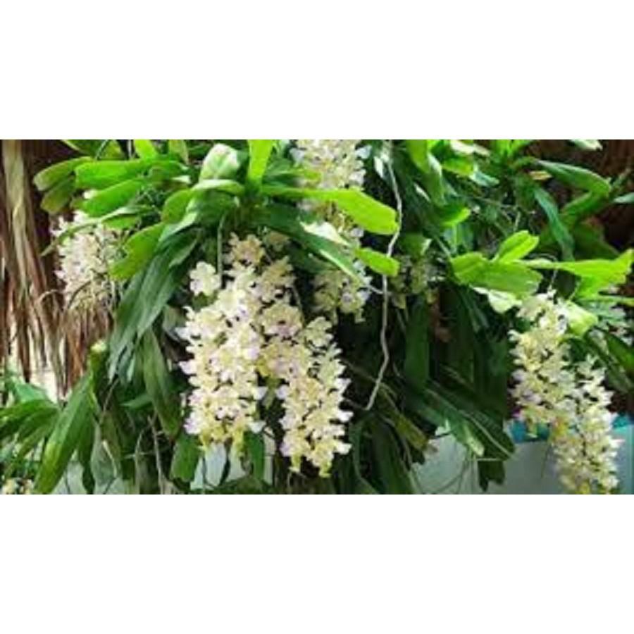 5 CÂY lan giáng hương tam bảo sắc tuyệt đẹp - GHTBS