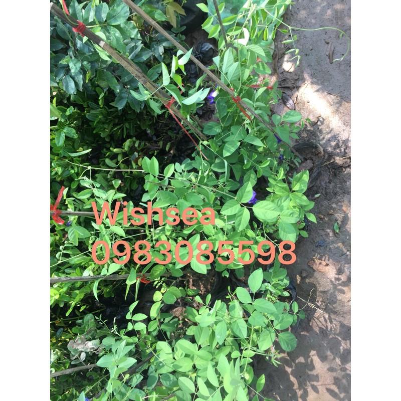 Cây hoa đậu biếc