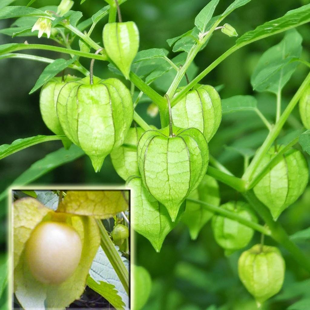 Hạt Giống Cây Thù Lù Nam Mỹ- Gói 50 hạt-tặng kèm gói phân bón lót