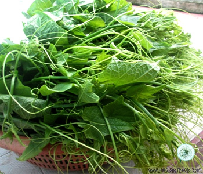 Hạt giống Bí siêu ngọn 099