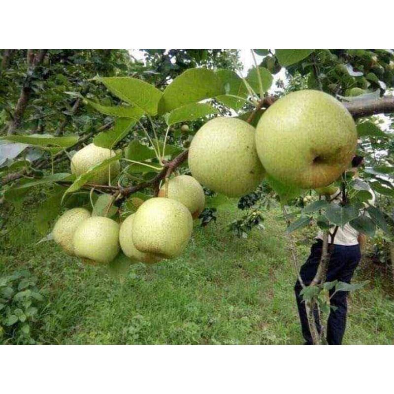 Cây lê giống mới , cây đẹp, cam kết chất lượng