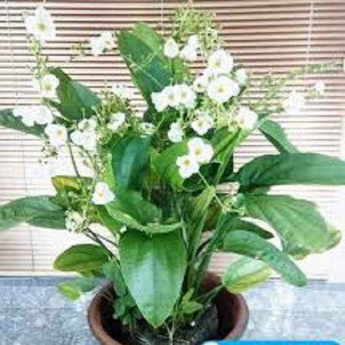 Chậu cây bách thủy tiên