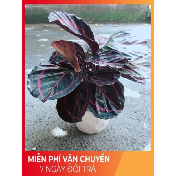 Chậu Đuôi Công Tím