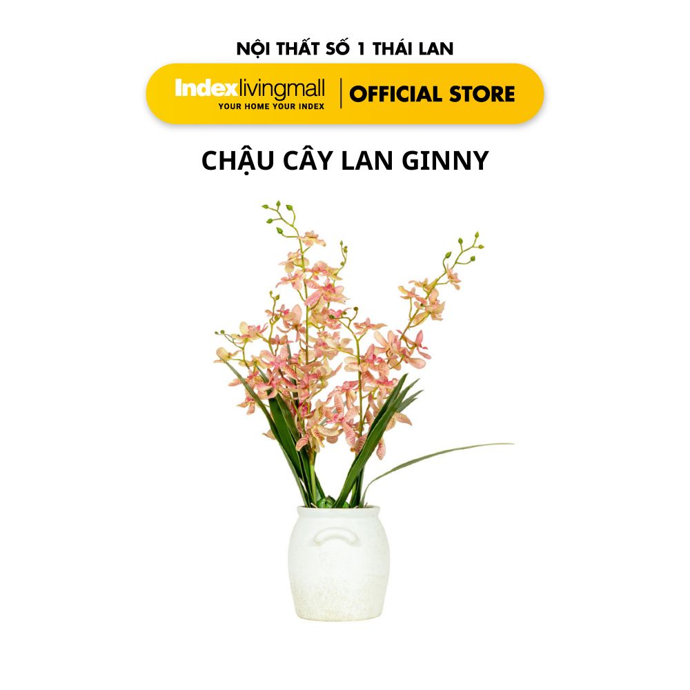 Chậu Cây Hoa Lan GINNY Màu Hồng Với Bình Gốm Trắng Trang Trí Nhà Cửa | Index Living Mall | Nội Thất Nhập Khẩu Thái Lan - Phân Phối Độc Quyền Tại Việt Nam