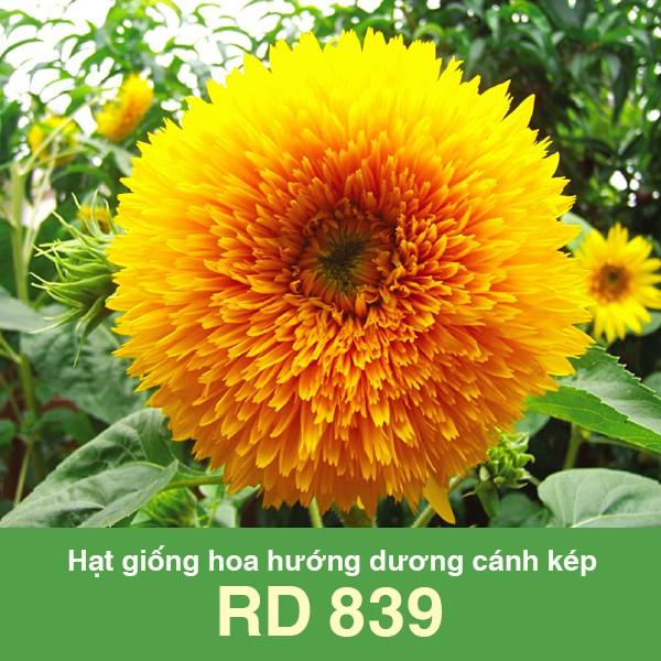 Hạt Giống Hoa Hướng Dương Cánh Kép RD 839 - NON GMO -  Hạt giống Rạng Đông, Chất lượng vượt trội !