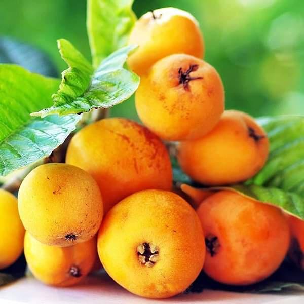 CÂY GIỐNG BIWA GIỐNG MỚI ĐẶC BIỆT