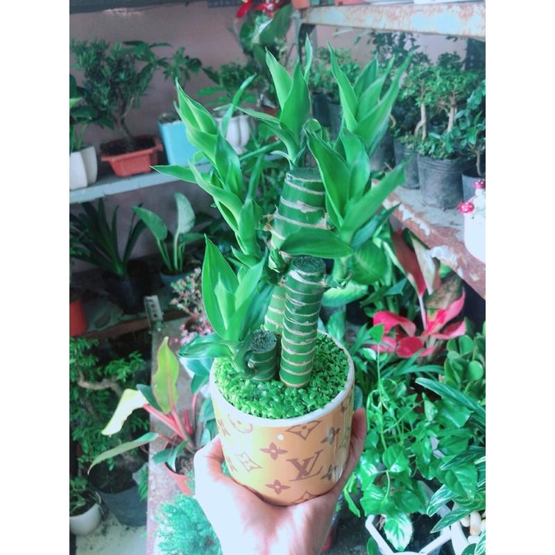 Chậu Trúc Phát Tài