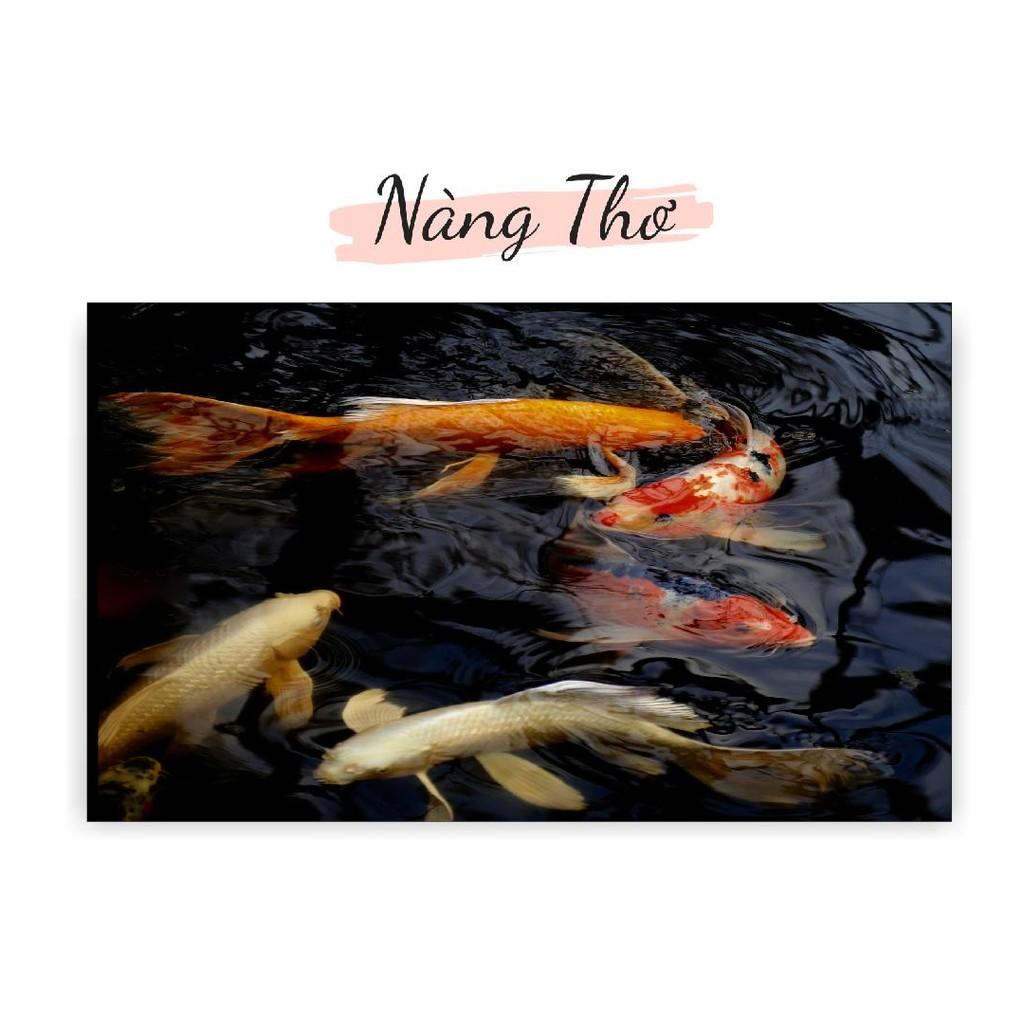 TRANH DECAL HÌNH CÁ KOI 3D DÁN HỒ CÁ NHIỀU KÍCH THƯỚC _THIẾT KẾ NÀNG THƠ