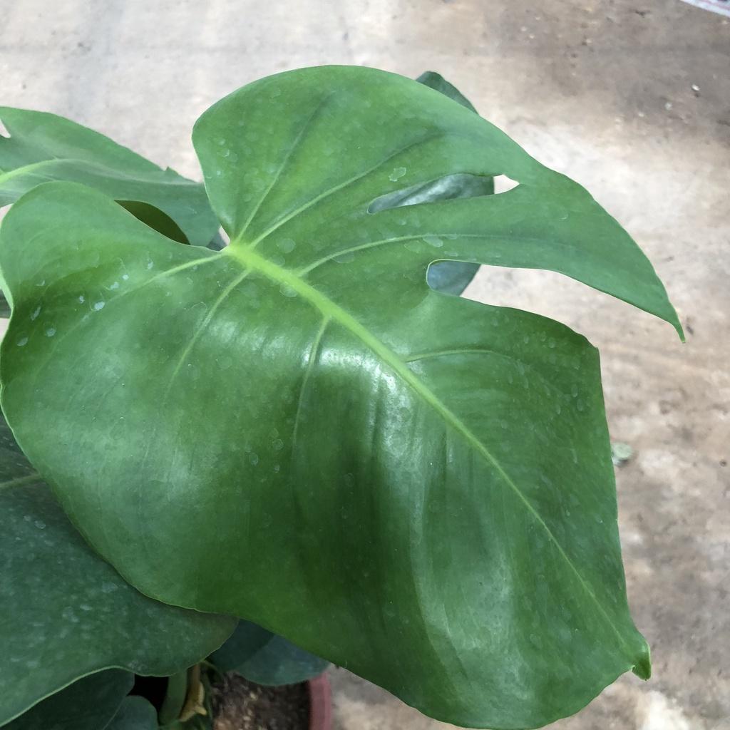 Cây trầu bà Monstera size to, Chiều cao 50cm lá rách bắt mắt gốc to chắc khỏe dễ chăm sóc thích hợp trang trí nội thất