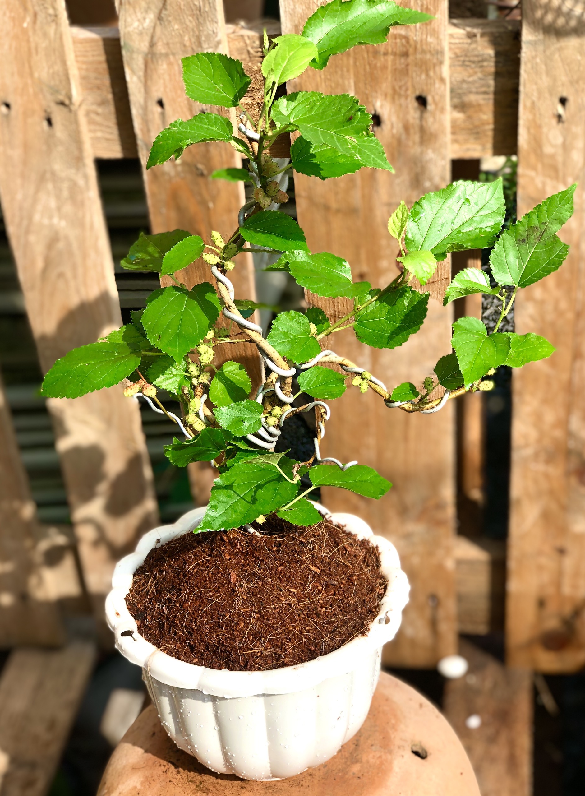 Cây dâu tằm bonsai