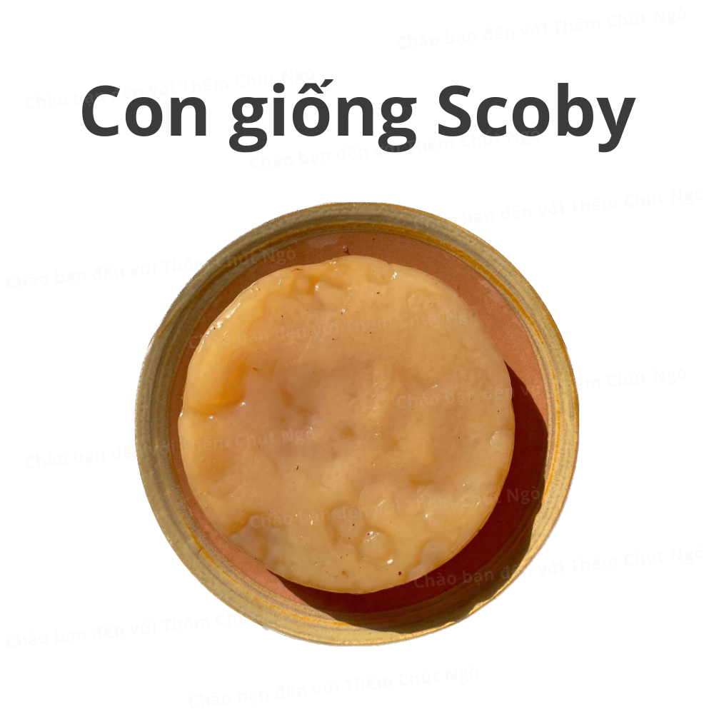 Scoby làm trà Kombucha, con giống Kombucha kèm nước mồi 150ml, con giống làm trà Kombucha