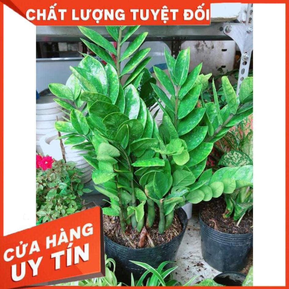 Kim tiền size đại Nhiều Người Mua