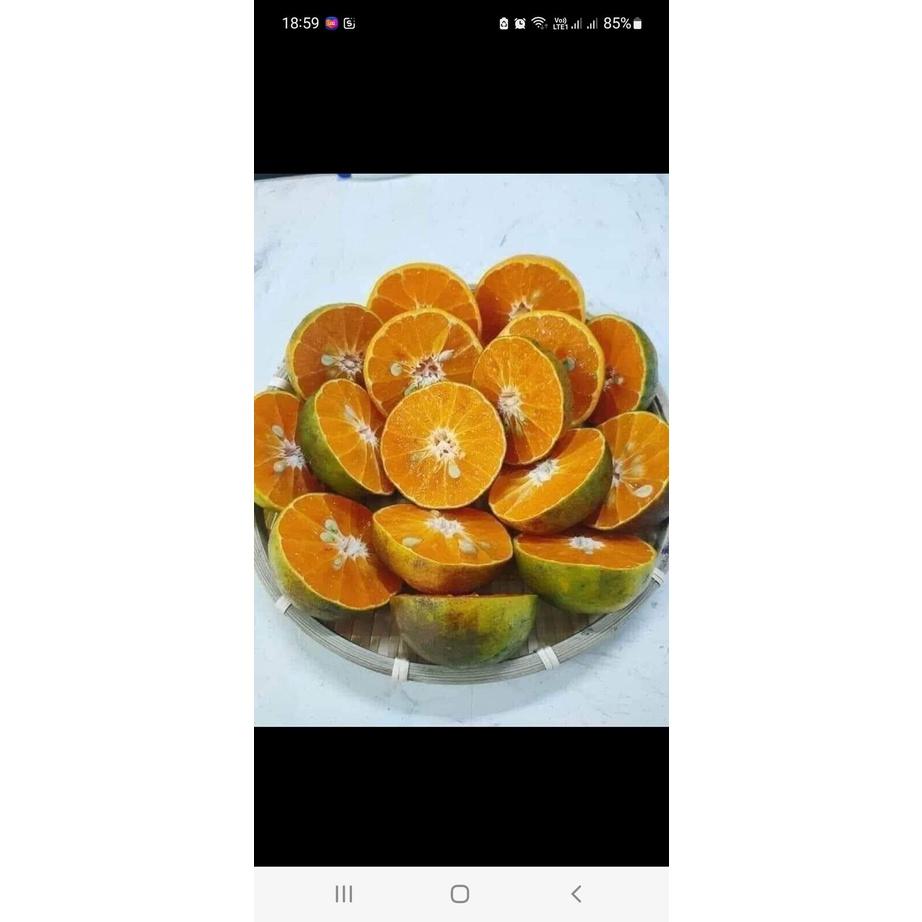 GIỐNG CÂY QUÝT ĐƯỜNG ÔN CHÂU