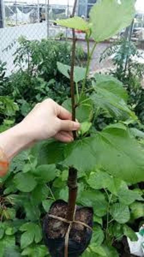 Dâu quả dài, giống dây quả dài thái lan, siêu quả