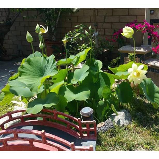 Gói 5 hạt giống sen mini Nhật trồng chậu nhiều màu cánh kép