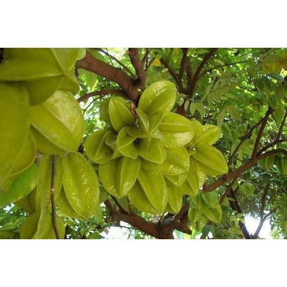 Cây Giống Khế Ngọt Thái Lan