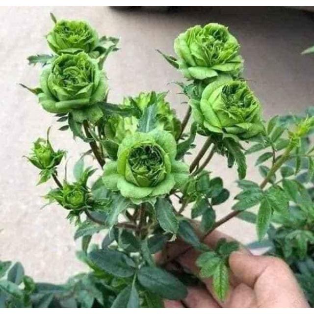 Hoa hồng xanh Jane Green rose-bầu to lớn, cây trưởng thành trưởng thành