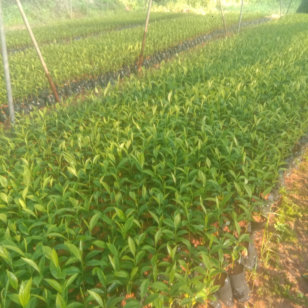 Cây Giống Trầm Hương