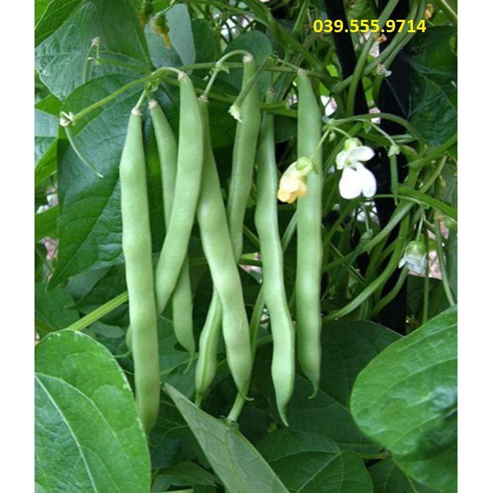Hạt giống Đậu Cove Leo Trắng– 50gram