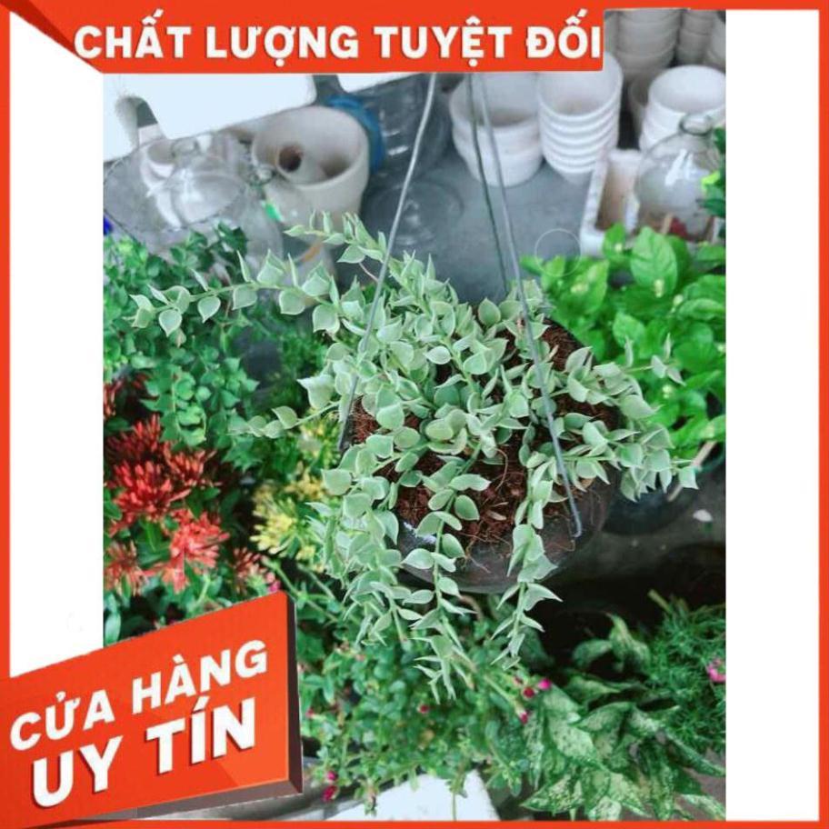 Chậu cây lá tim cẩm thạch Nhiều Người Mua
