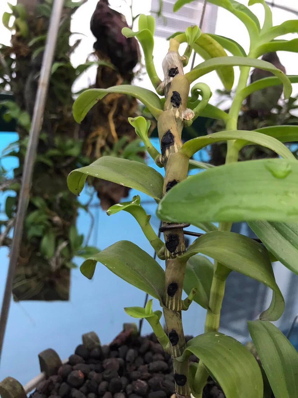 Phi điệp 5 cánh trắng, phi điệp 5 cánh trắng hùng vương