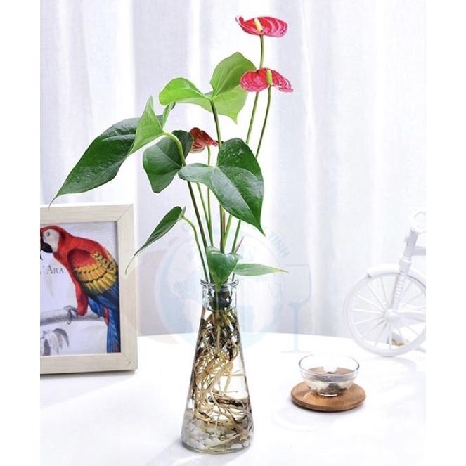 Lọ hoa thuỷ tinh trang trí hình tam giác 350ml