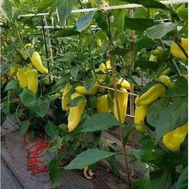Hạt giống ớt đùi gà Thái Lan ,hạt giống chuẩn f1-gói 0,5 gram