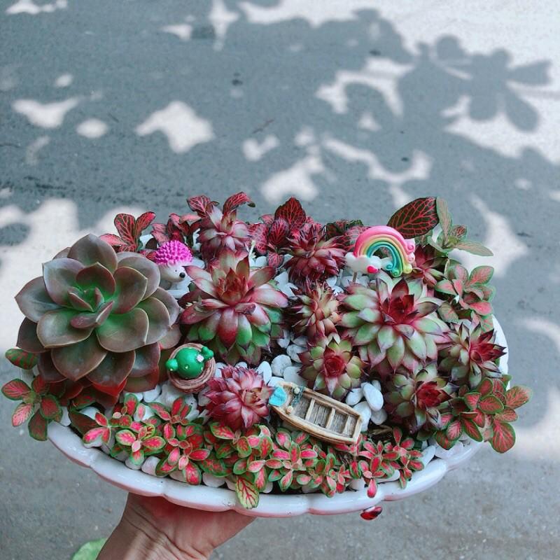 Chậu Sen Đá Tiểu Cảnh