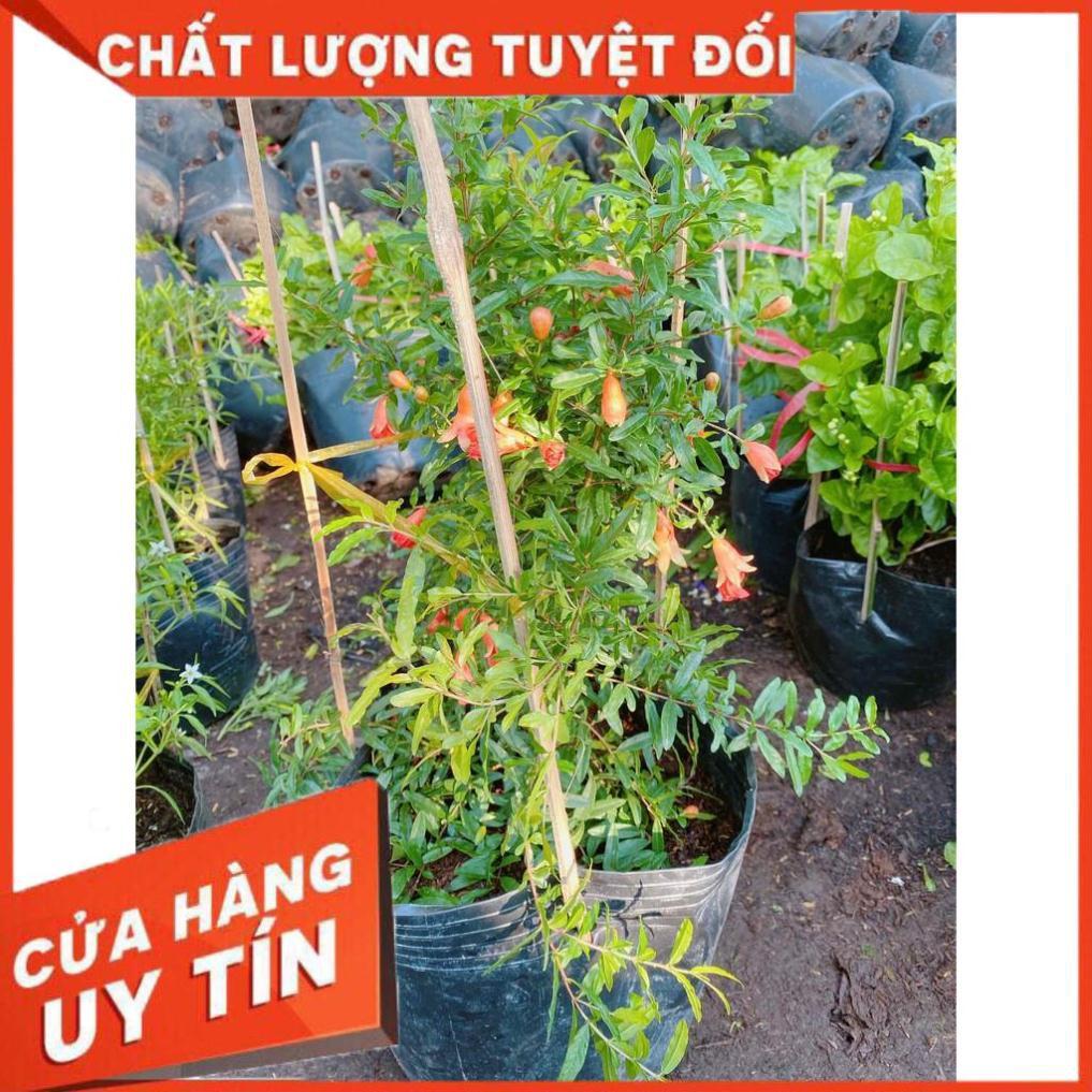 Cây Lựu Size Lớn Nhiều Người Mua