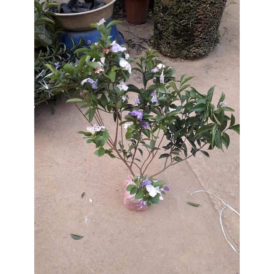 Cây nhài nhật hoa đổi màu đang có hoa