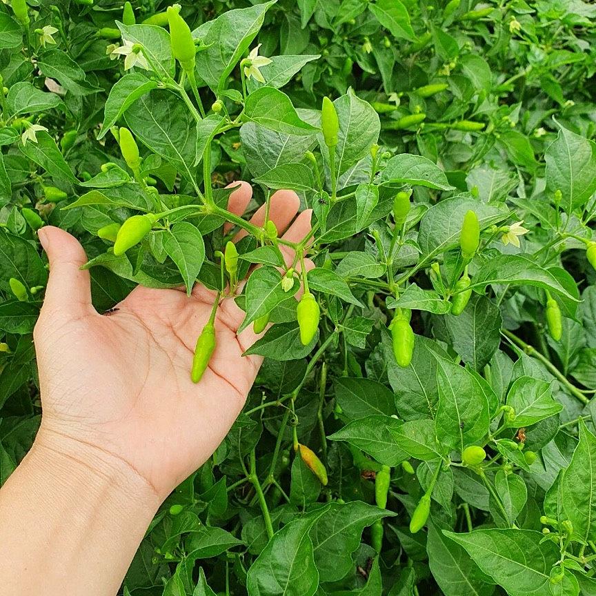 Hạt giống ớt xiêm rừng Rado 377 gói 0,2gr