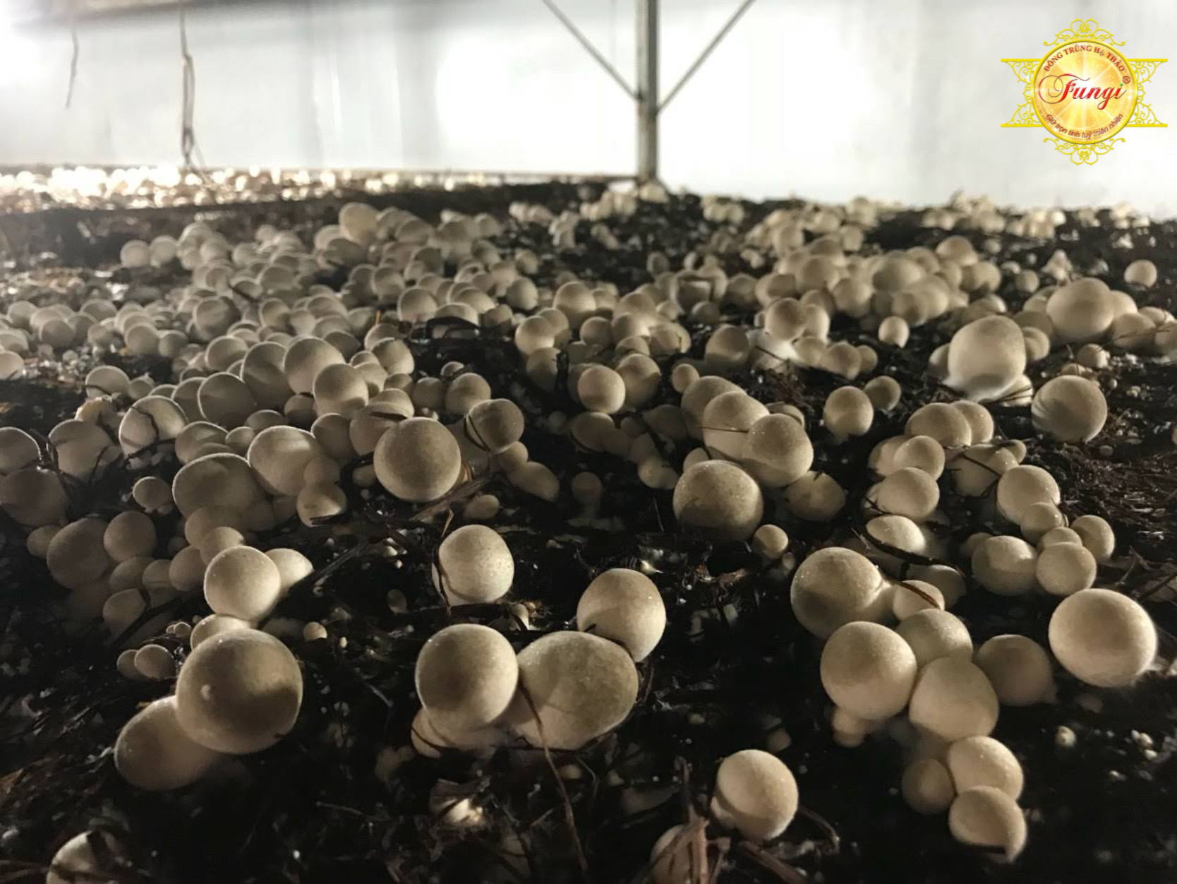 DINH DƯỠNG TRỒNG NẤM RƠM THẦN NÔNG FUNGI - TĂNG NĂNG SUẤT KHÁNG BỆNH