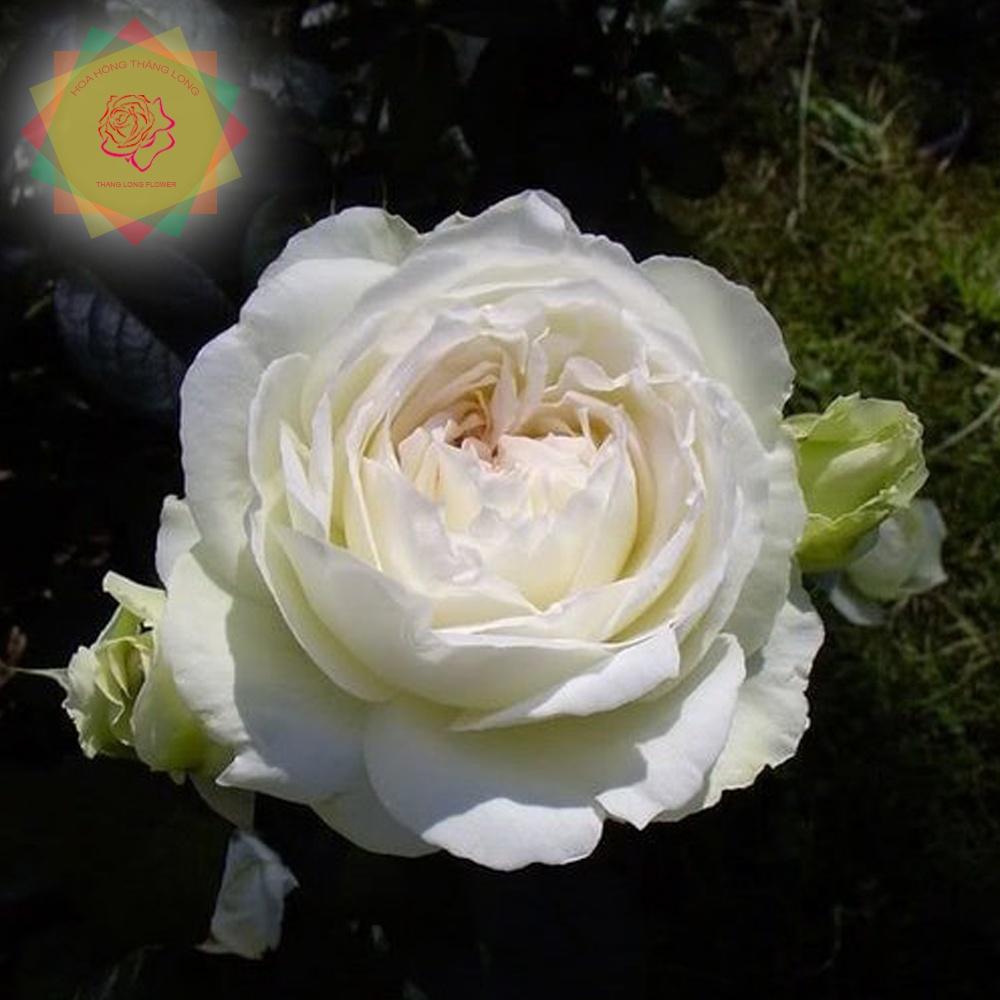 Cây hoa hồng ngoại Bolero trắng - Tuyệt phẩm trữ tình