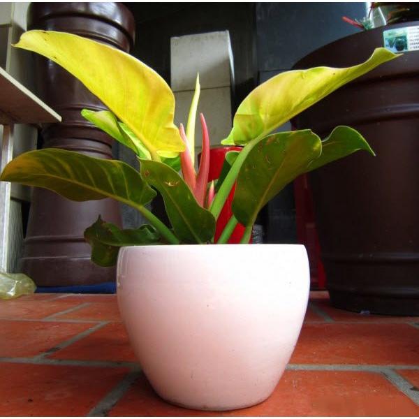 CÂY TRẦU BÀ ĐẾ VƯƠNG VÀNG   *