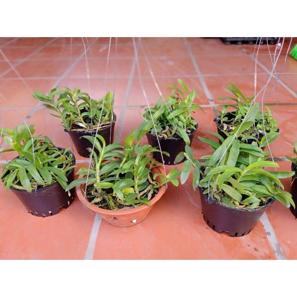 Trầm tím rừng