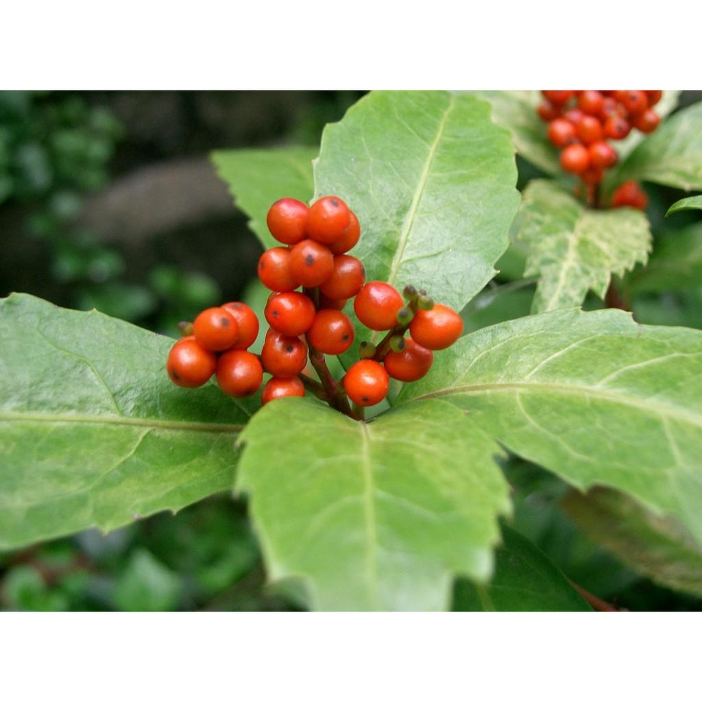 Cây sói rừng khô thượng hạng JINDO 1kg