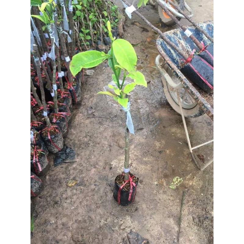 Cây Giống Mít Tố Nữ