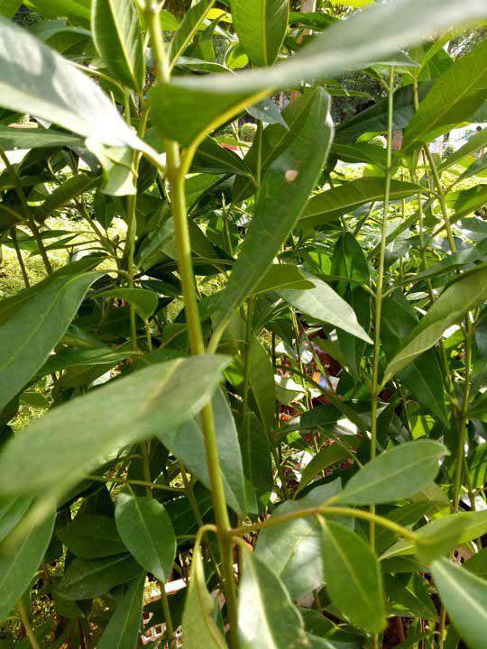 Cây giống chè vối nếp
