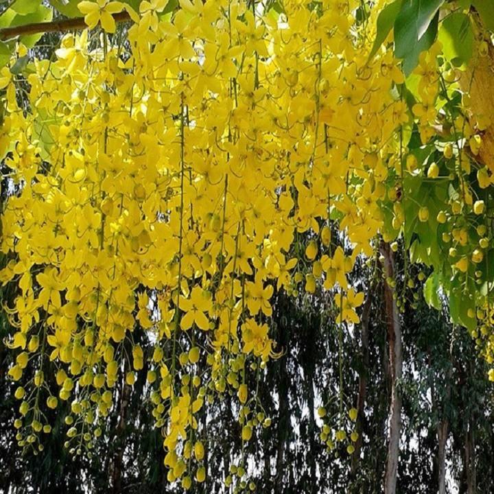 MUỒNG HOÀNG YẾN VÀNG - CÂY LỚN GỬI ĐI NGUYÊN BẦU