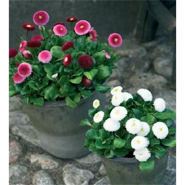 Hạt giống hoa cúc anh mix màu-gói 50 hạt