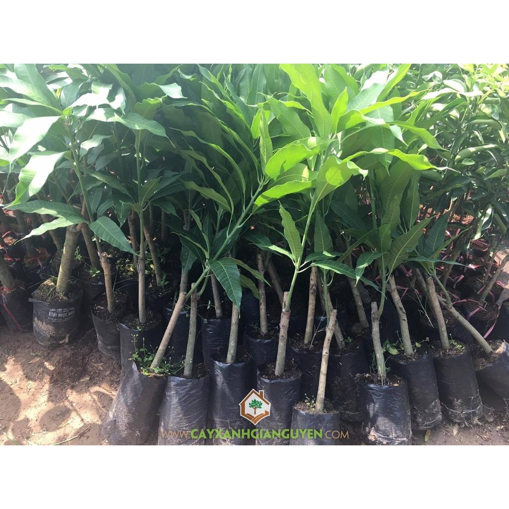 CÂY GIỐNG XOÀI THÁI SIÊU QUẢ- CAM KÊT GIỐNG CHUẨN F1