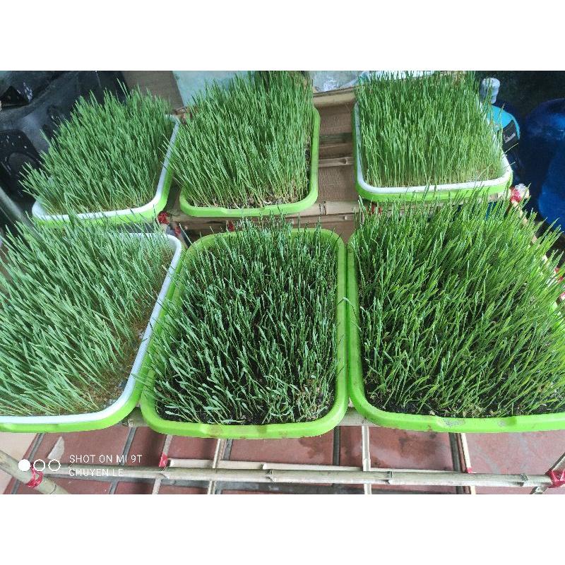 Bộ kit trồng rau mầm thủy canh 4 tầng 4 khay TKM-4.4