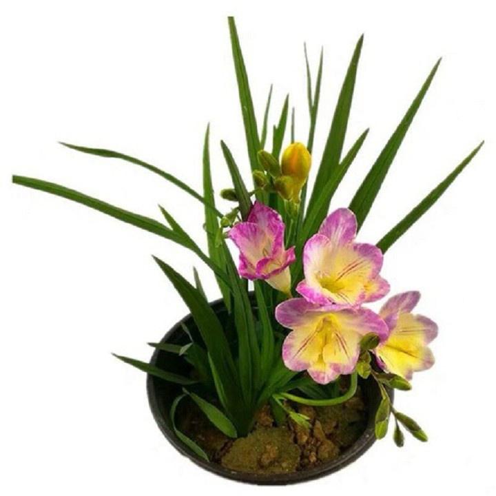 Combo 5 củ giống hoa LAN NAM PHI THƠM CÁNH KÉP